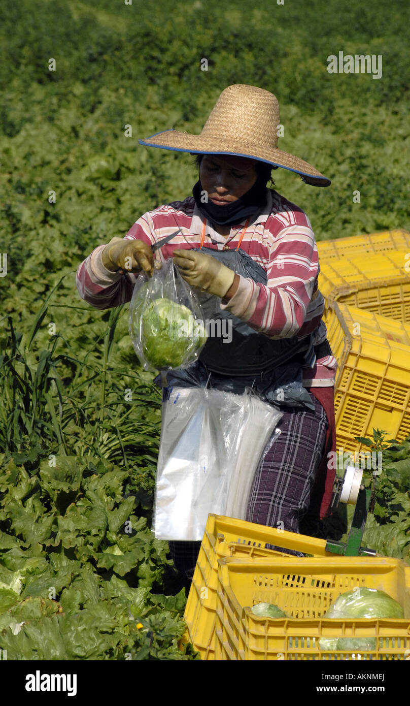 Un gruppo di immigrati ecuadoriani operai raccolti un raccolto di lattughe sotto il sole della Spagna meridionale Foto Stock