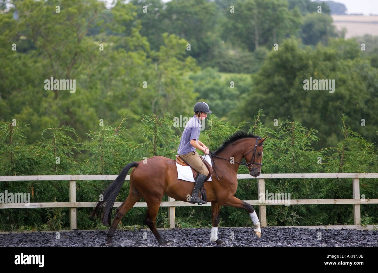 Giovane uomo scuole olandese un cavallo Warmblood Oxfordshire Inghilterra Foto Stock