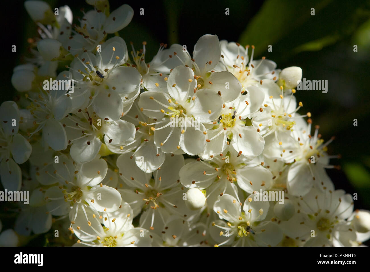 Apple Blossom Oxfordshire, Regno Unito Foto Stock