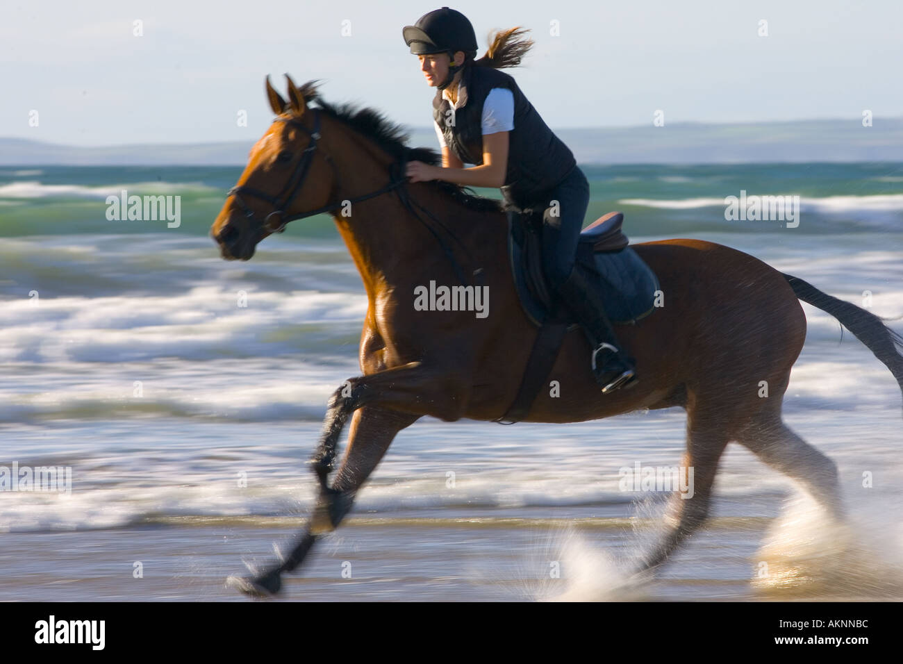 Giovane donna corse Cleveland Bay croce cavallo purosangue su vasta Oasi Beach Galles Foto Stock