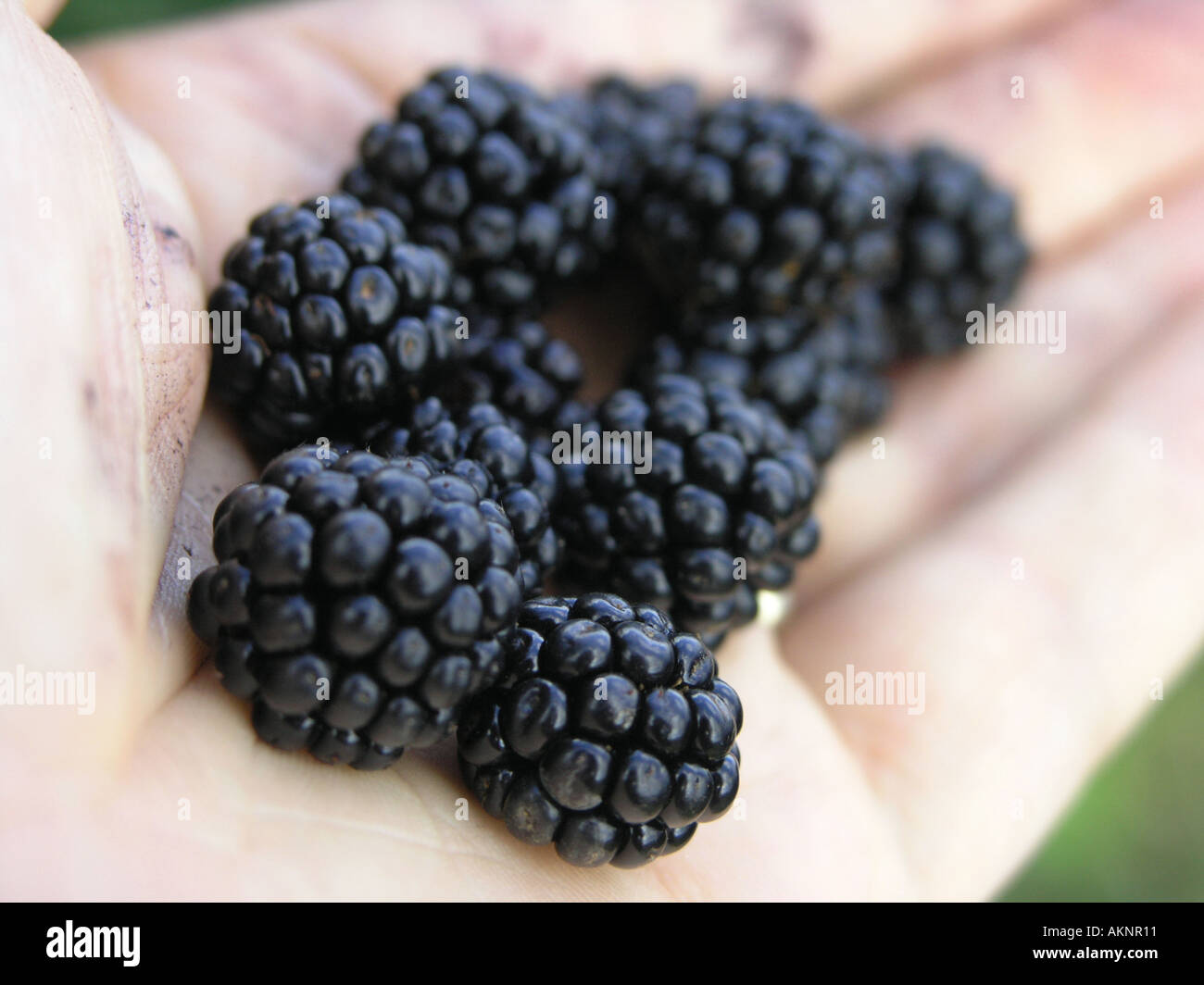 Mano azienda frutta blackberry Foto Stock