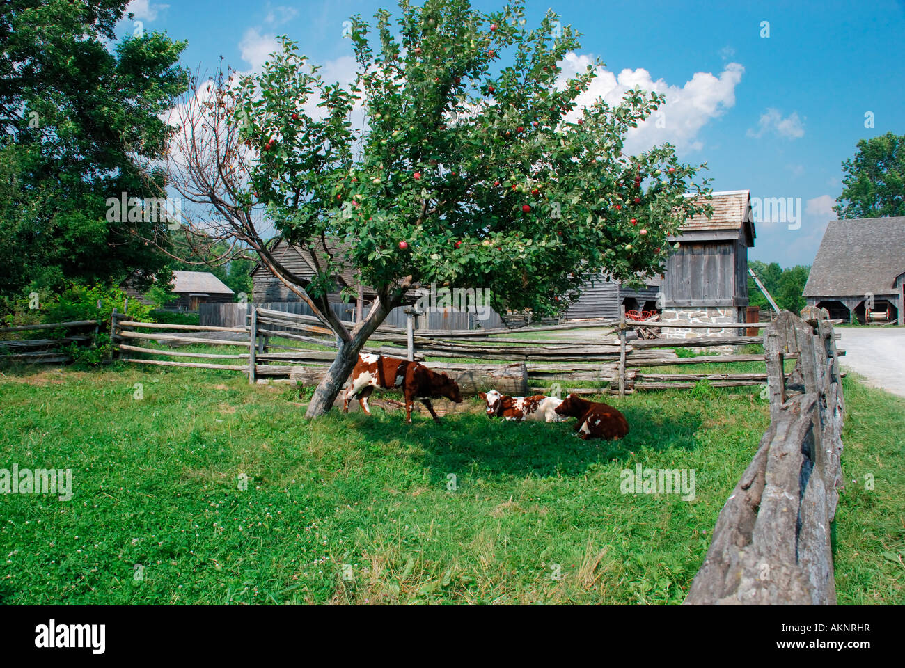 Croste nel campo sotto il melo,sulla vecchia fattoria. Foto Stock