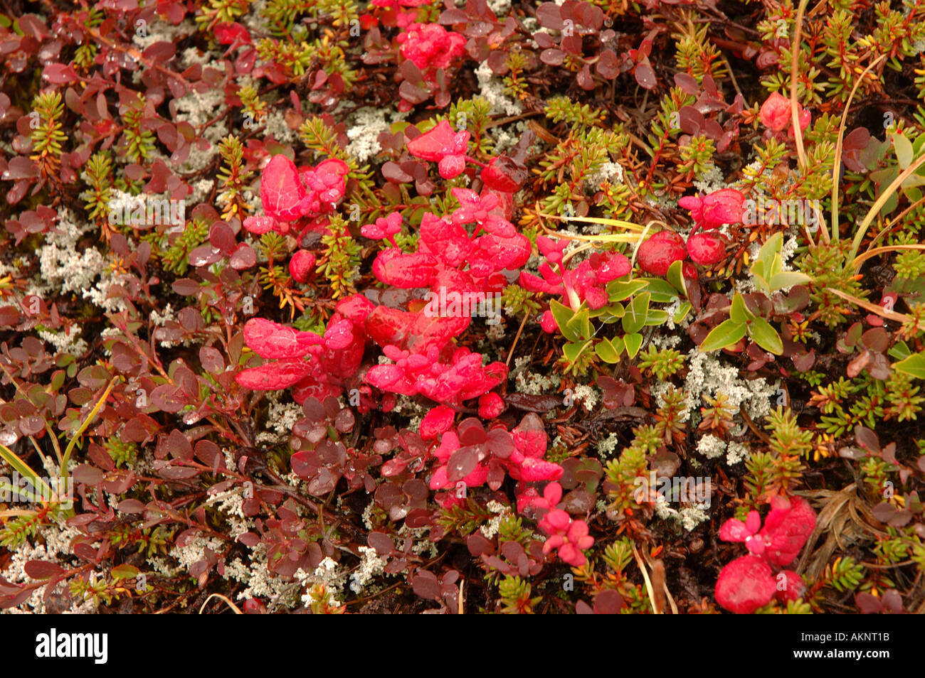 La Baia Rossa Labrador flora, Canada Foto Stock