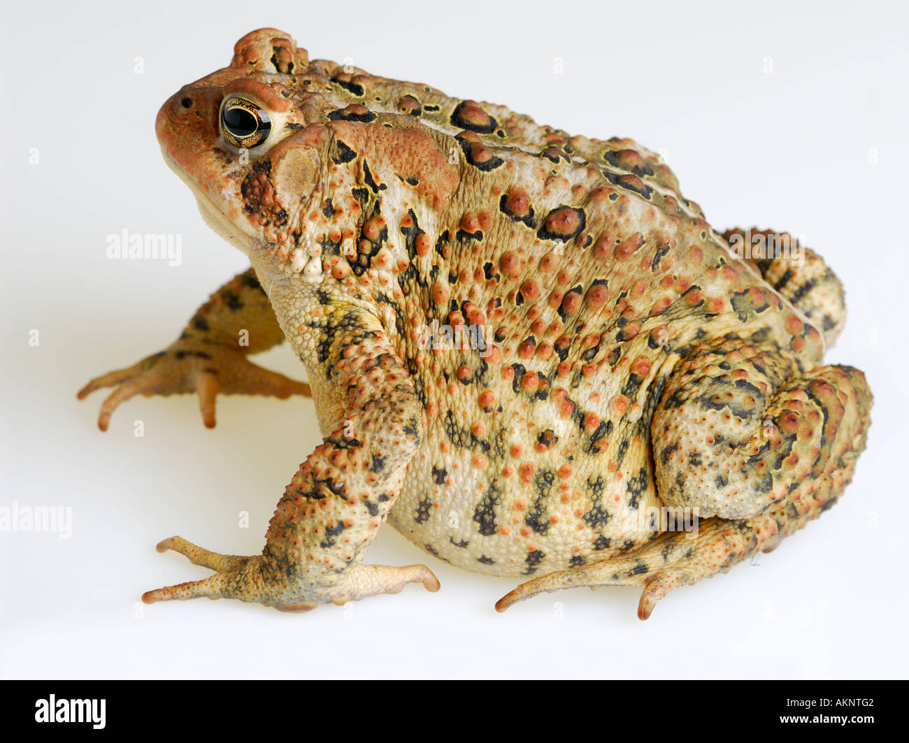 Vista laterale sinistra del grasso American Toad Bufo americanus su sfondo bianco Foto Stock