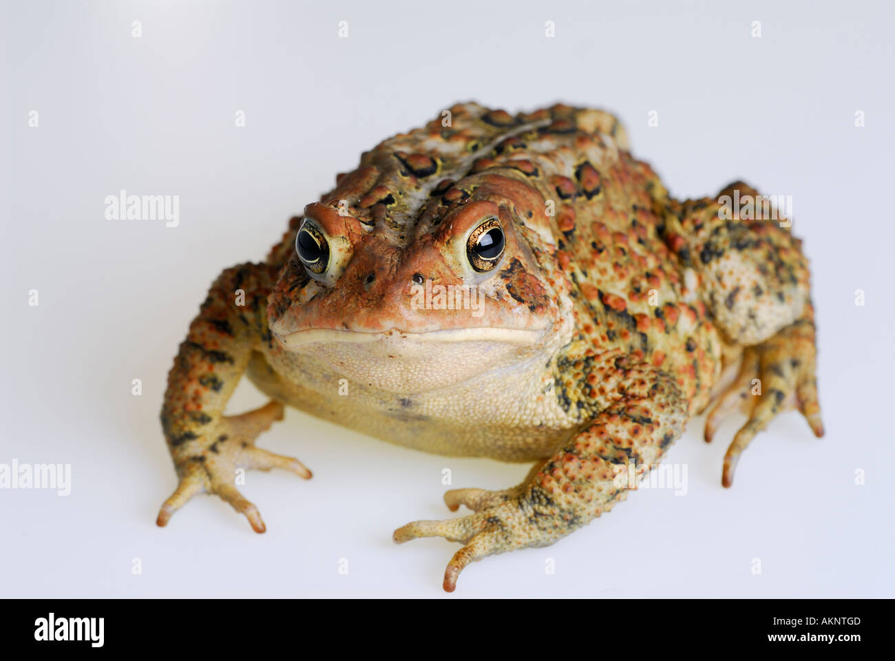 Fat American Toad Bufo americanus staring torna su sfondo bianco Foto Stock