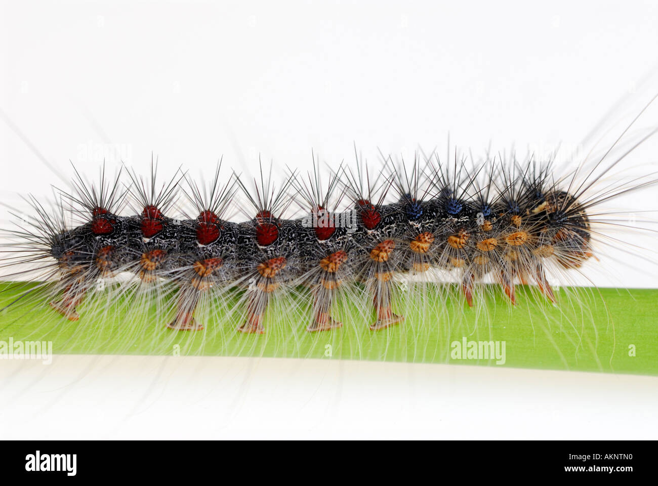 Hairy Gypsy Moth Lymantria dispar larva caterpillar camminando sulle foglie vista laterale Foto Stock