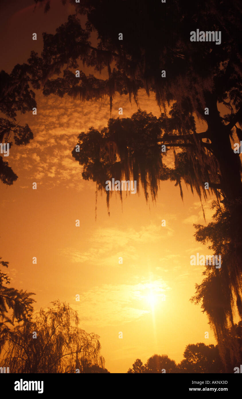 Muschio spagnolo su alberi al tramonto, Mississippi, STATI UNITI D'AMERICA Foto Stock