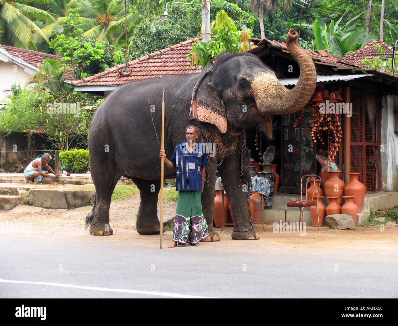 Elefante in piedi in strada Sri Lanka asia Foto Stock