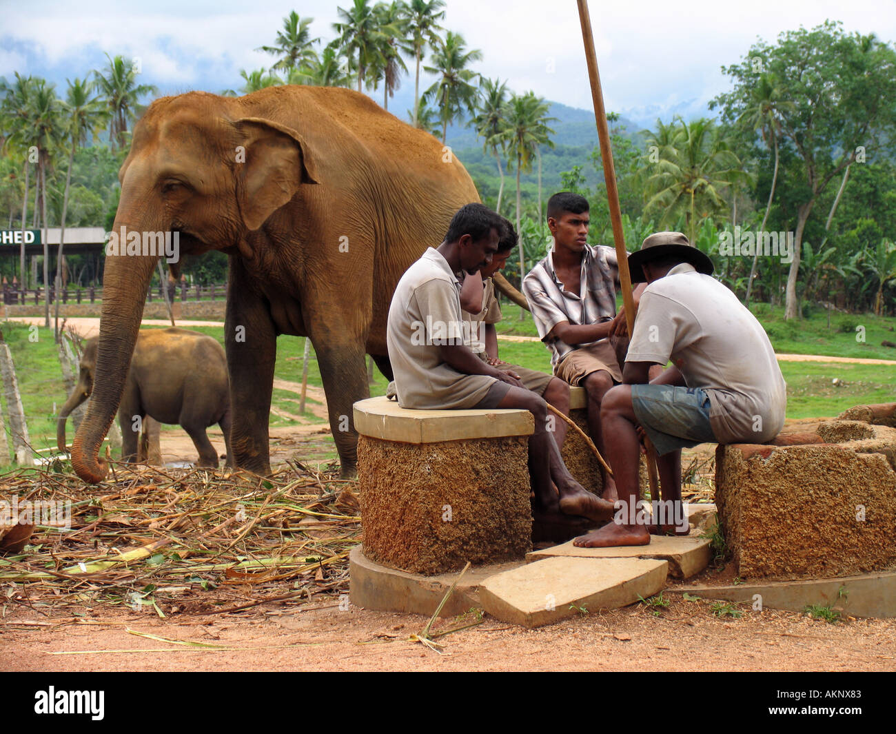 Gli uomini locali seduti nell'Orfanotrofio degli Elefanti di Pinnawela, Sri Lanka, Asia Foto Stock