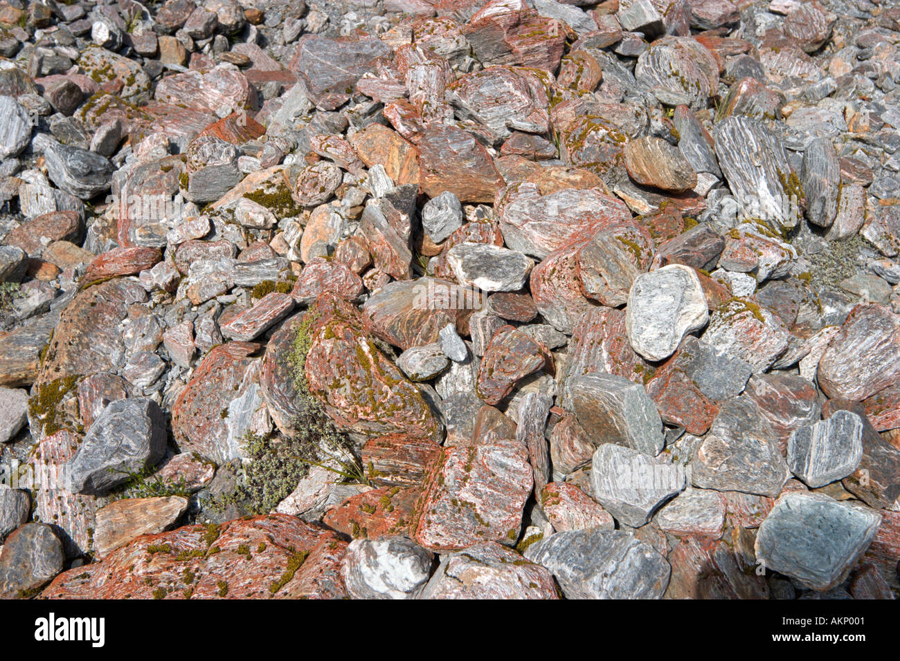 In prossimità delle rocce multicolore a Fox Glacier, Isola del Sud, Nuova Zelanda Foto Stock