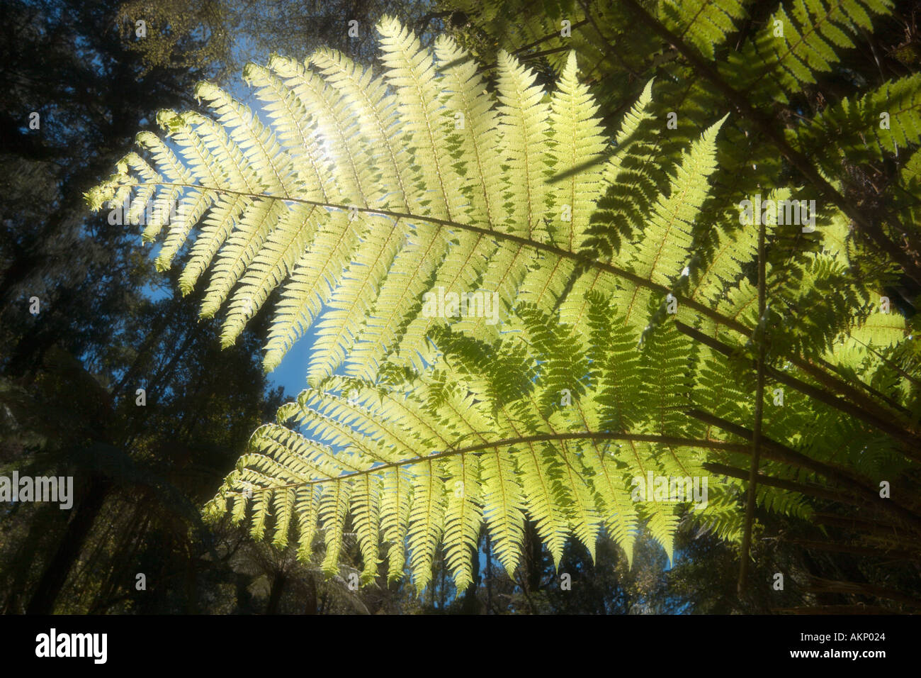 Soft focus close up di una foglia di felce in un bosco vicino a Spiaggia Gillespies, Isola del Sud, Nuova Zelanda Foto Stock