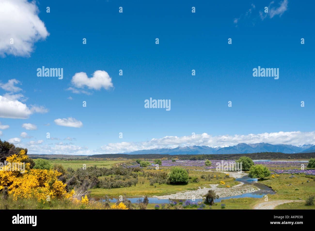 Selvatica di lupini dolci appena fuori il Milford a Te Anau Road, Fiordland, Isola del Sud, Nuova Zelanda Foto Stock