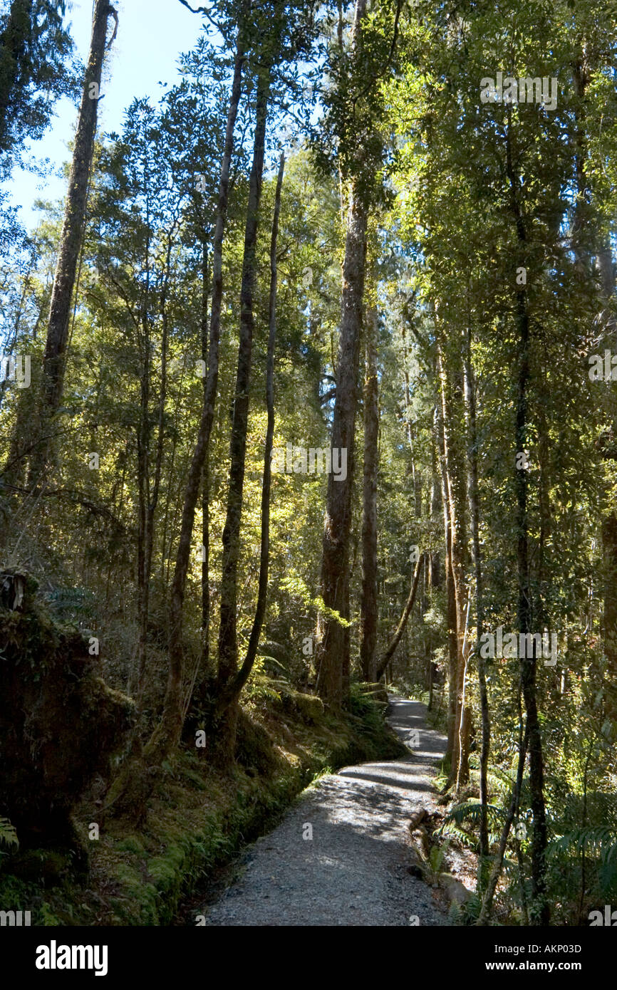 Percorso attraverso la foresta intorno al lago Matheson, vicino ghiacciaio Fox, Isola del Sud, Nuova Zelanda Foto Stock