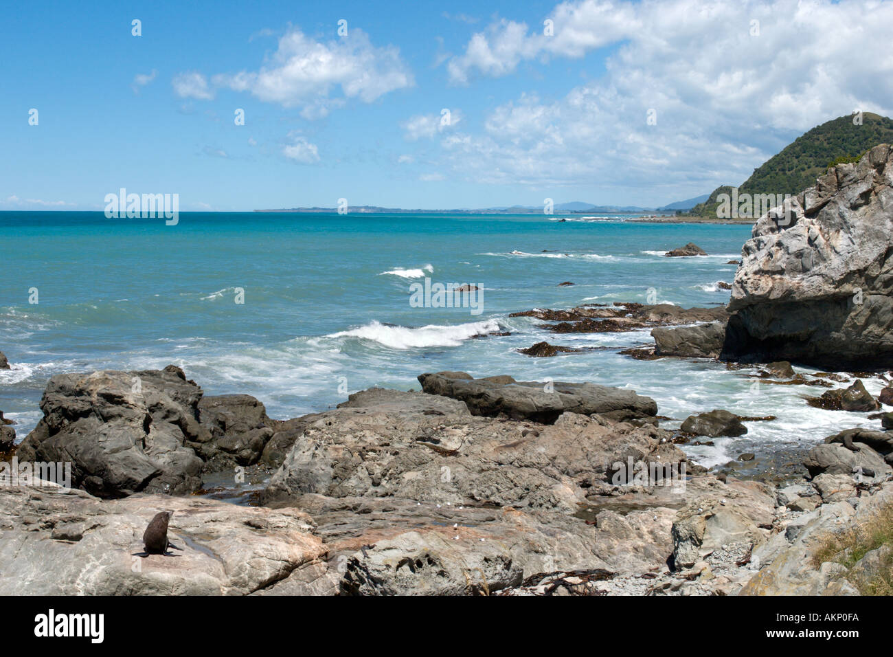 Colonia di foche a Ohau punto sulla costa Highway SH1, a nord di Kaikoura, Isola del Sud, Nuova Zelanda Foto Stock