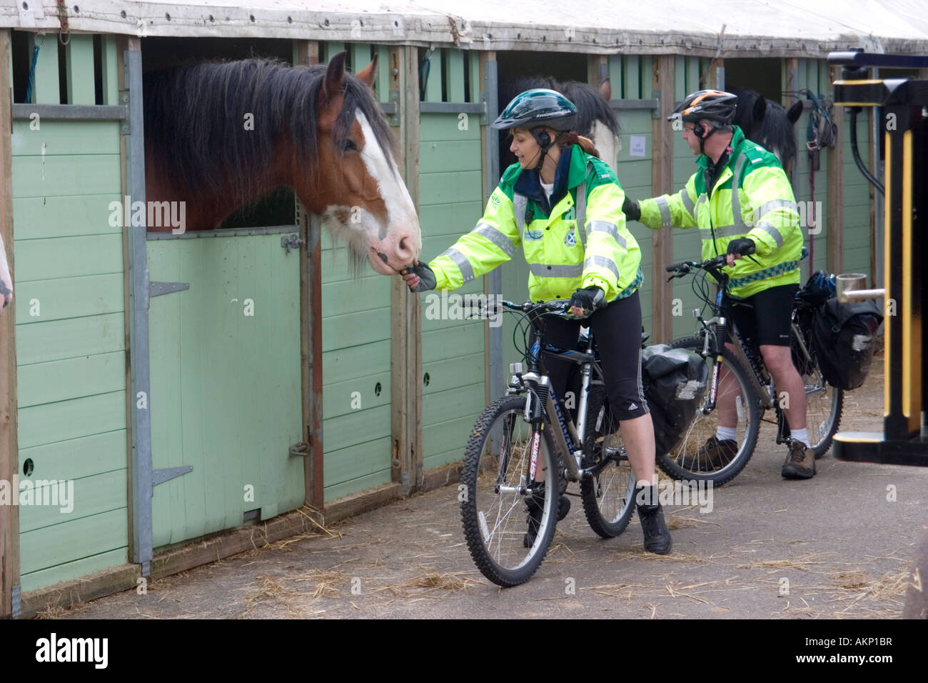 Due addetti al pronto soccorso pacche un shire cavallo mentre riposa in competizioni netween presso il Royal Highland Show, Edimburgo Foto Stock