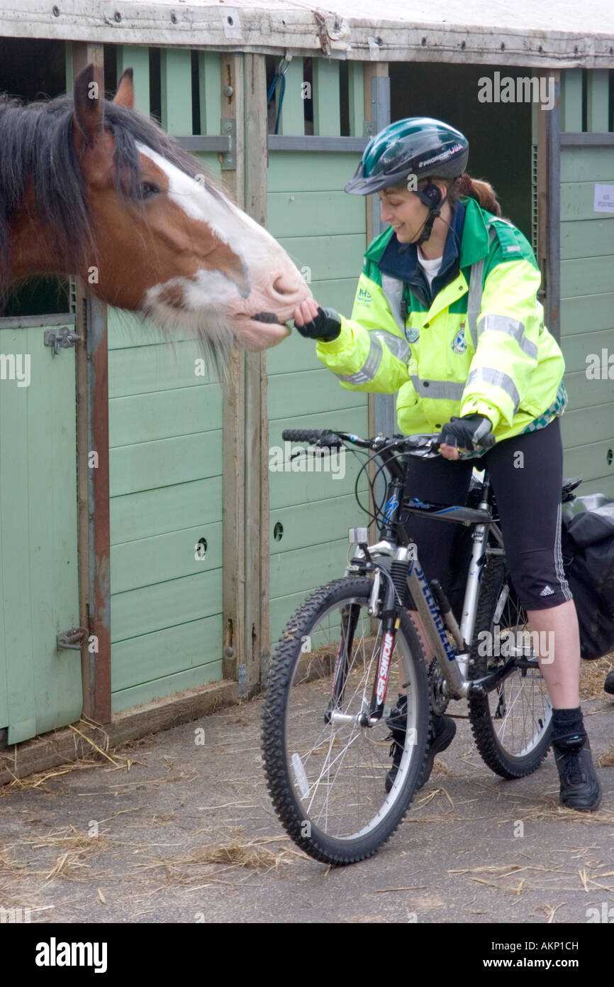 Due addetti al pronto soccorso pacche un shire cavallo mentre riposa in competizioni netween presso il Royal Highland Show, Edimburgo Foto Stock