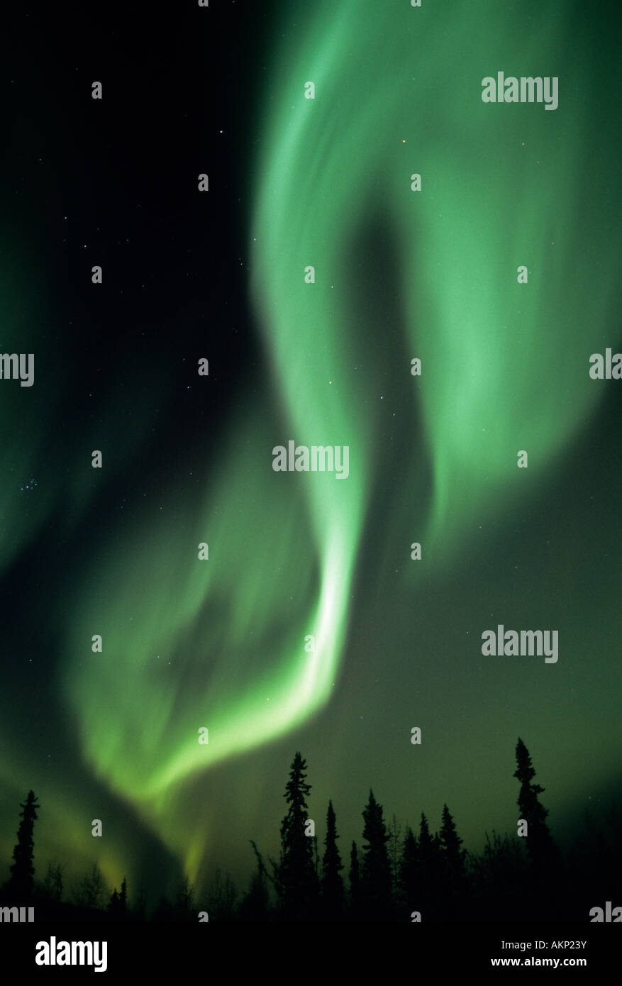 Aurora Boreale 'Northern Lights" sopra la foresta boreale, del Nord Alaska Foto Stock