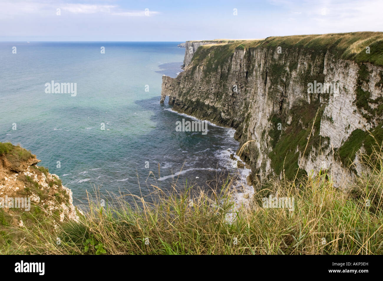 Chalk cliff facce a Bempton Cliffs RSPB Riserva naturale in estate. North Yorkshire, Regno Unito Foto Stock