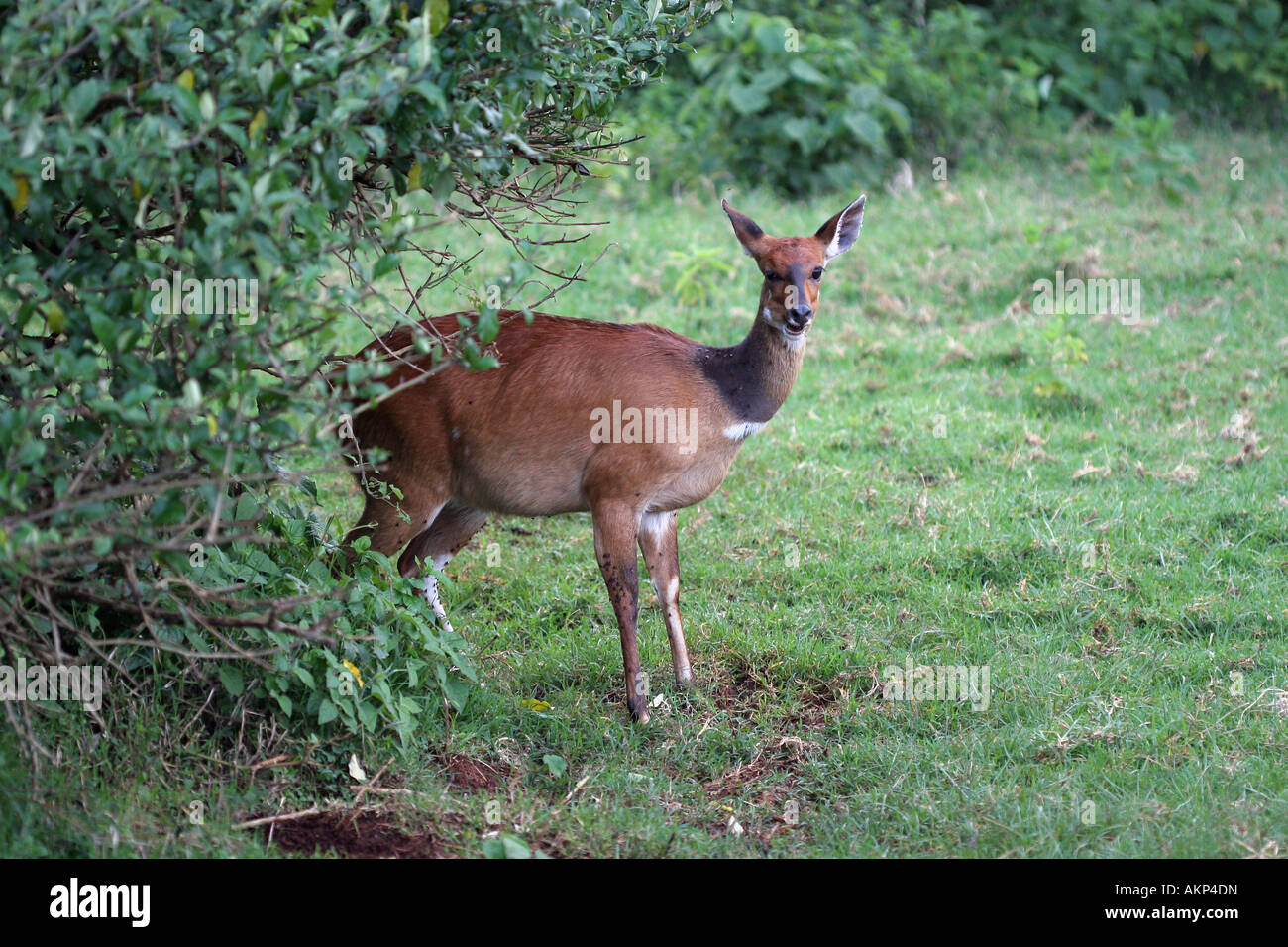 Bushbuck in aberdares NP Foto Stock