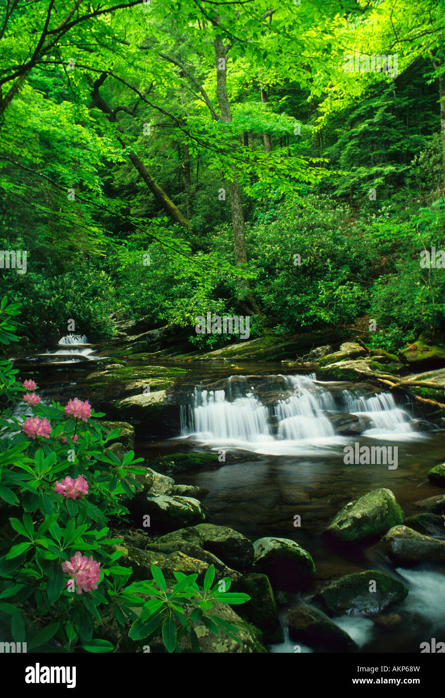 Ruscello di montagna, Great Smoky Mountains NP, TN, Stati Uniti d'America, da Bill Lea/Dembinsky Foto Assoc Foto Stock