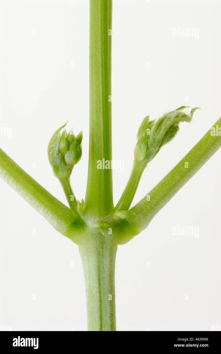 Laterale o di gemme ascellari e steli in una pianta Foto Stock