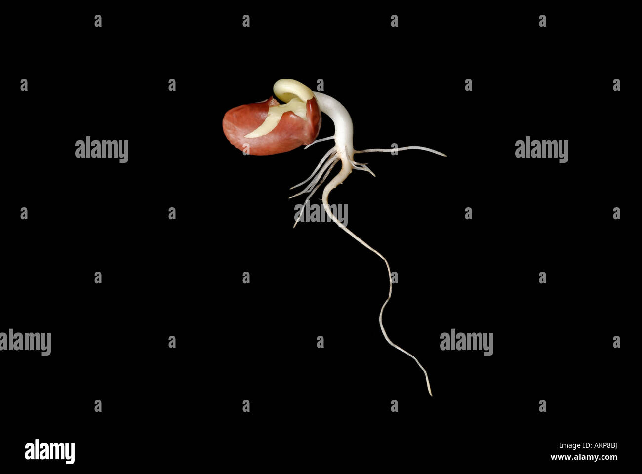 Bean germoglio piantina con radici Foto Stock