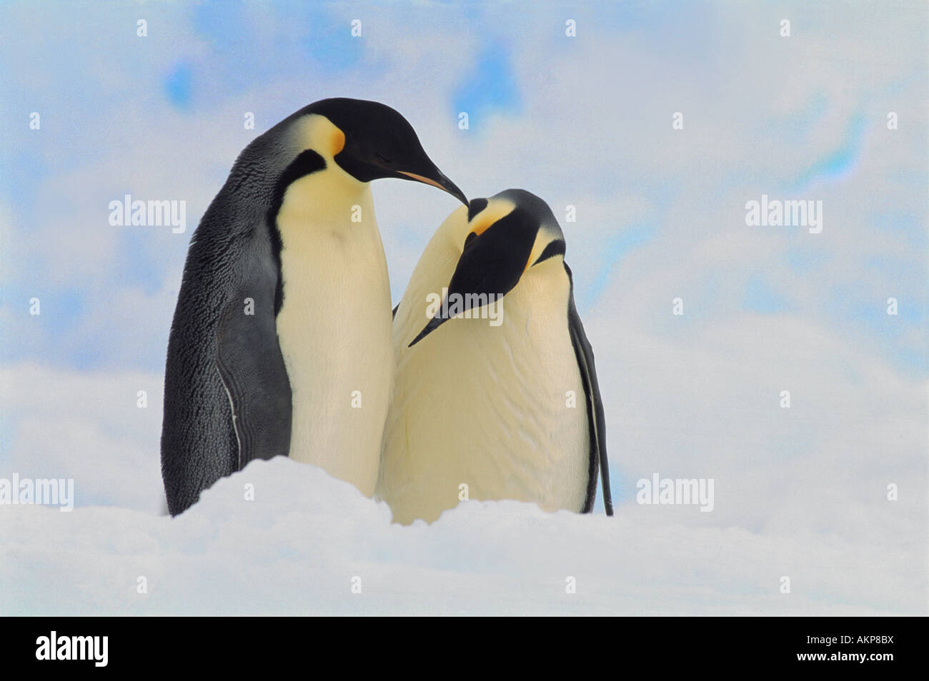 Pinguini imperatore (Aptenodytes forsteri) coppia di corteggiamento, Mare di Weddell, Antartide Foto Stock