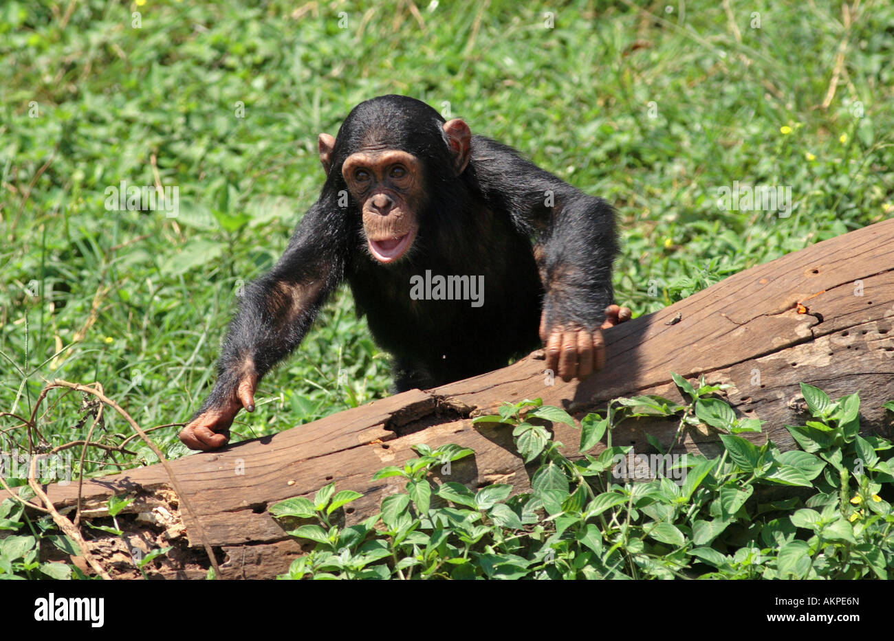 I capretti chimp, Pan troglodytes Foto Stock