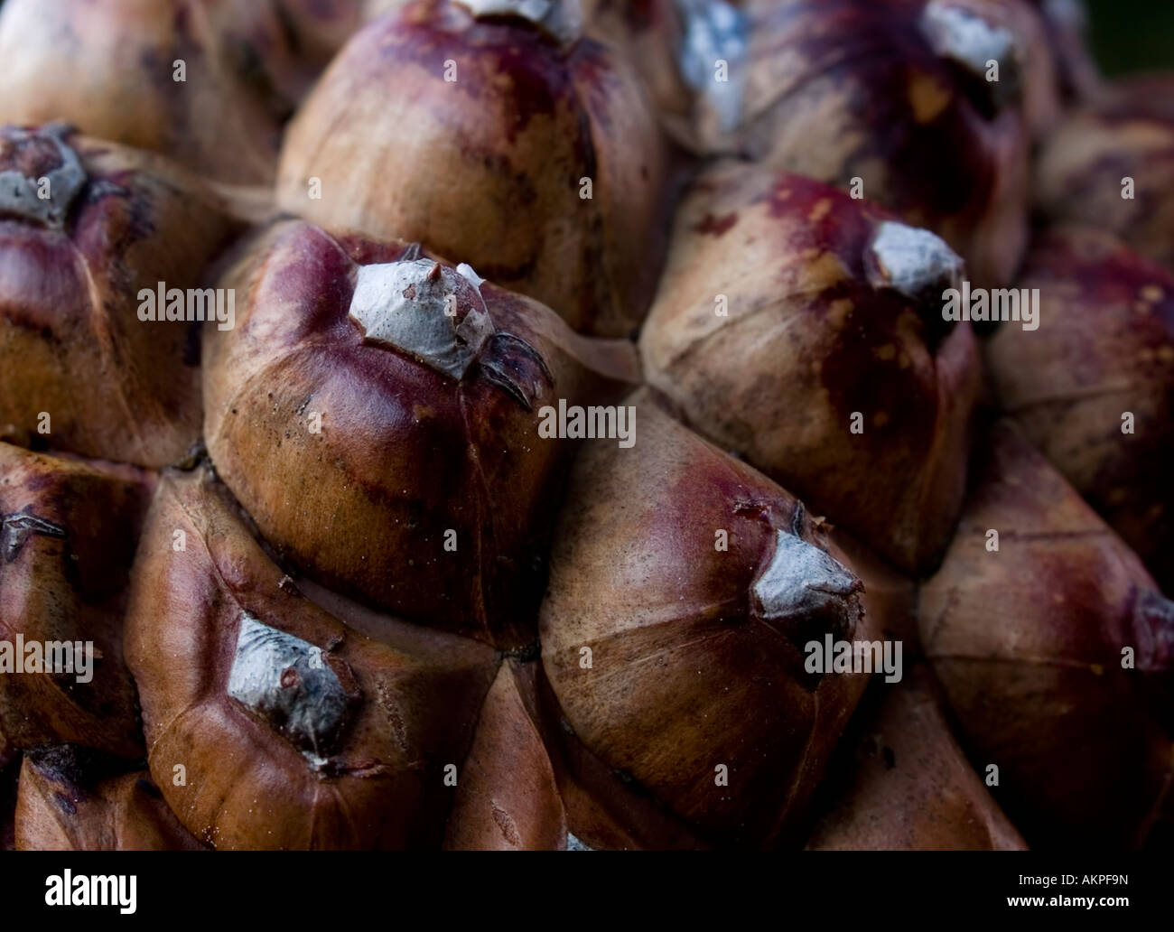 Cono del pino Foto Stock