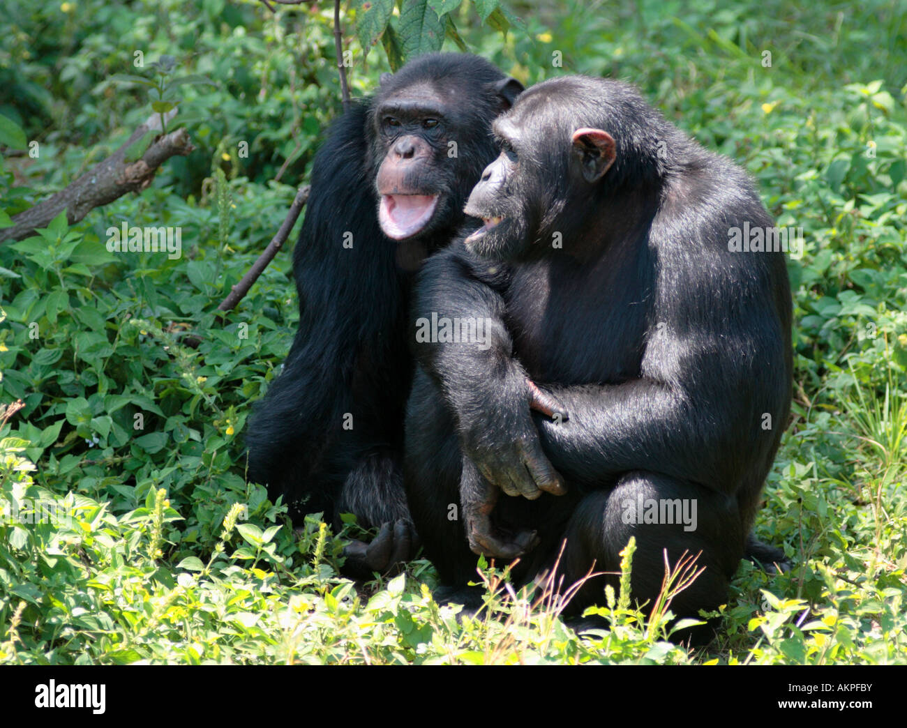 Gli scimpanzé, Pan troglodytes Foto Stock