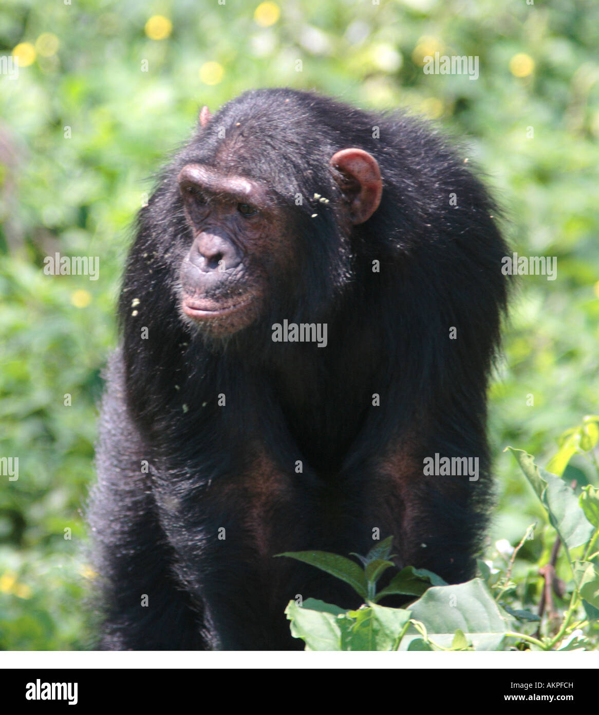 Chimp, Pan troglodytes Foto Stock