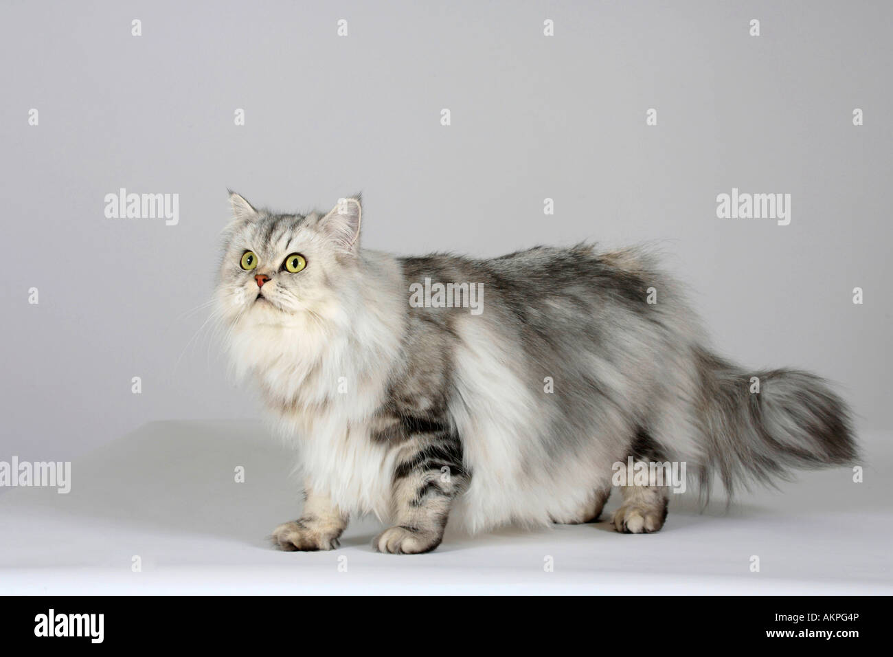 British Longhair Cat black silver tabby classic Highlander Lowlander Britanica Foto Stock