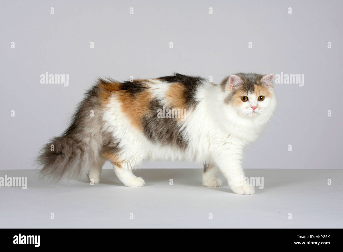 British Longhair Cat blu bianco crema Highlander Lowlander lato Britanica Foto Stock