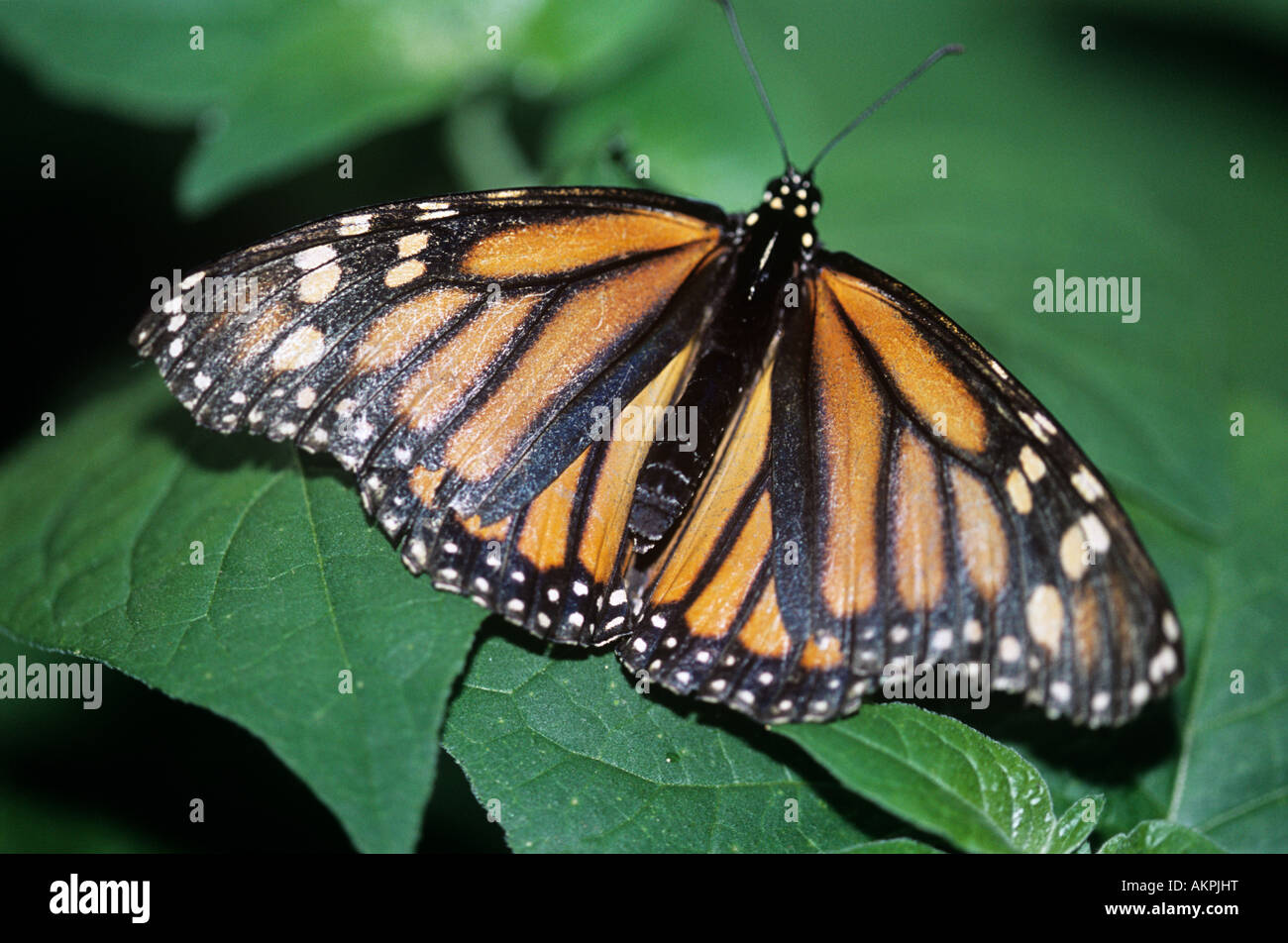 Farfalla monarca Foto Stock