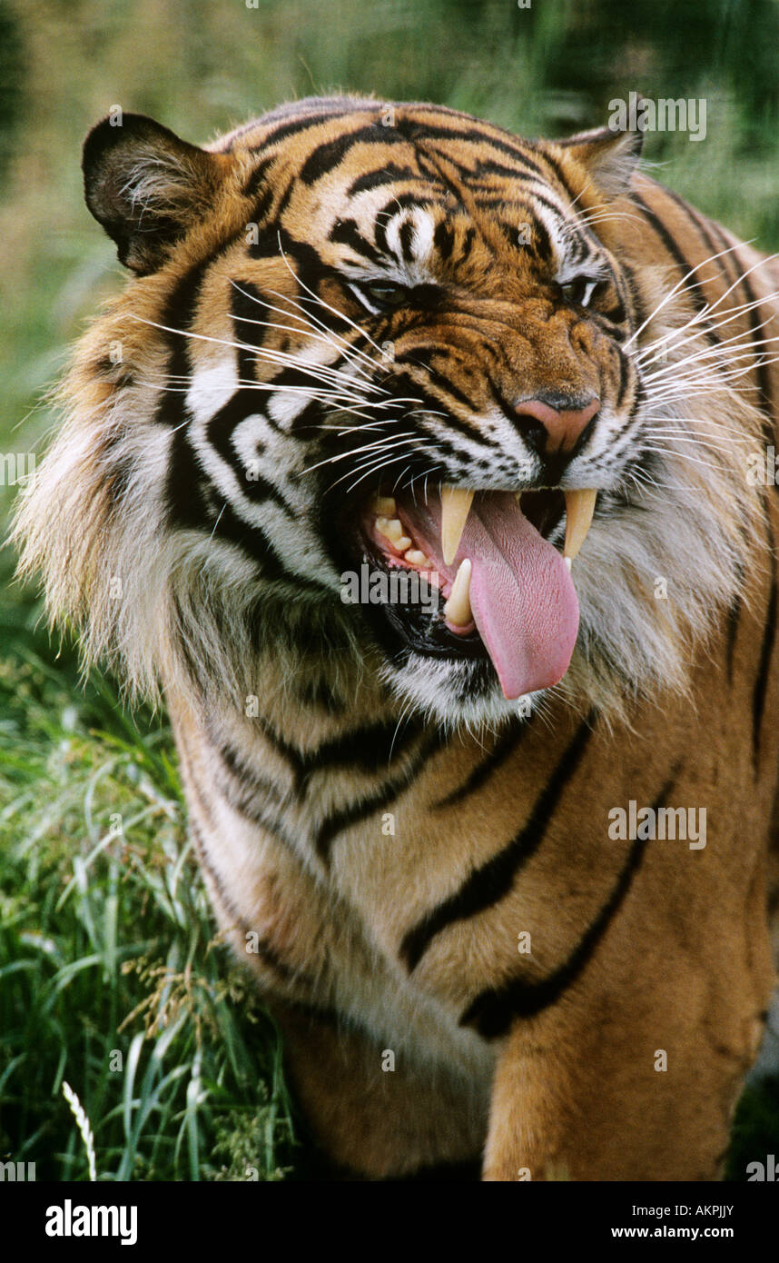 Tigre Foto Stock