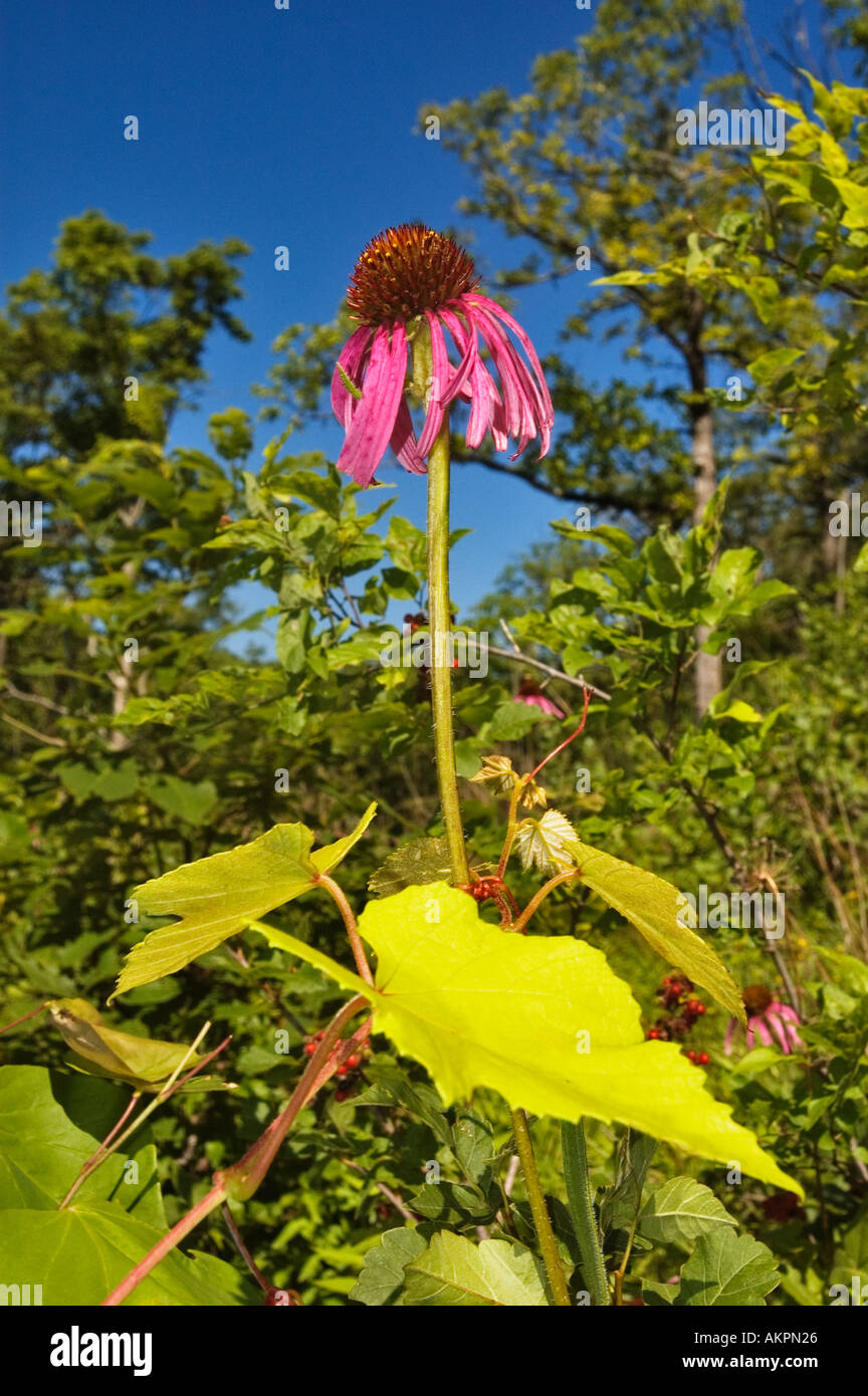 Viola chiaro Coneflower Echinacea pallida Teeple Glade un Nature Conservancy proprietà Harrison County Indiana Foto Stock