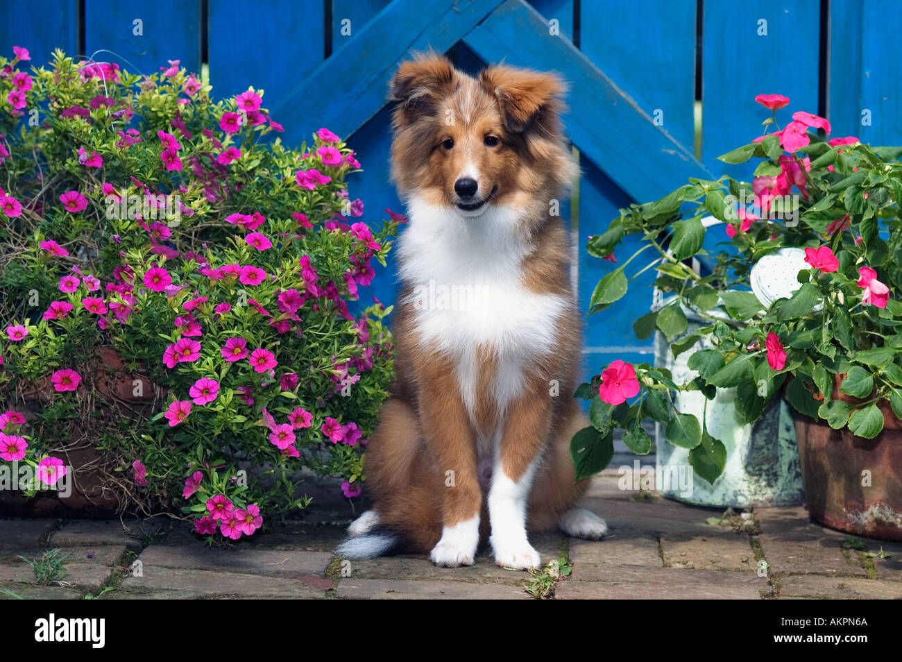 Shetland Sheepdog cucciolo seduto accanto a Blue Garden Gate Greenville Indiana Foto Stock