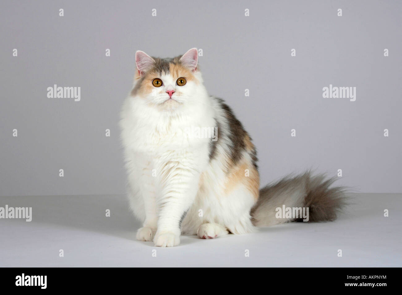 British Longhair Cat blu bianco crema Highlander Lowlander Britanica Foto Stock