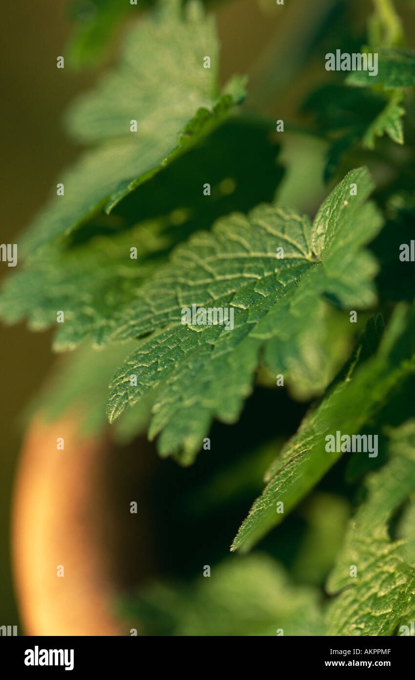 Motherwort (nome latino Leonurus cardiaca) Foto Stock