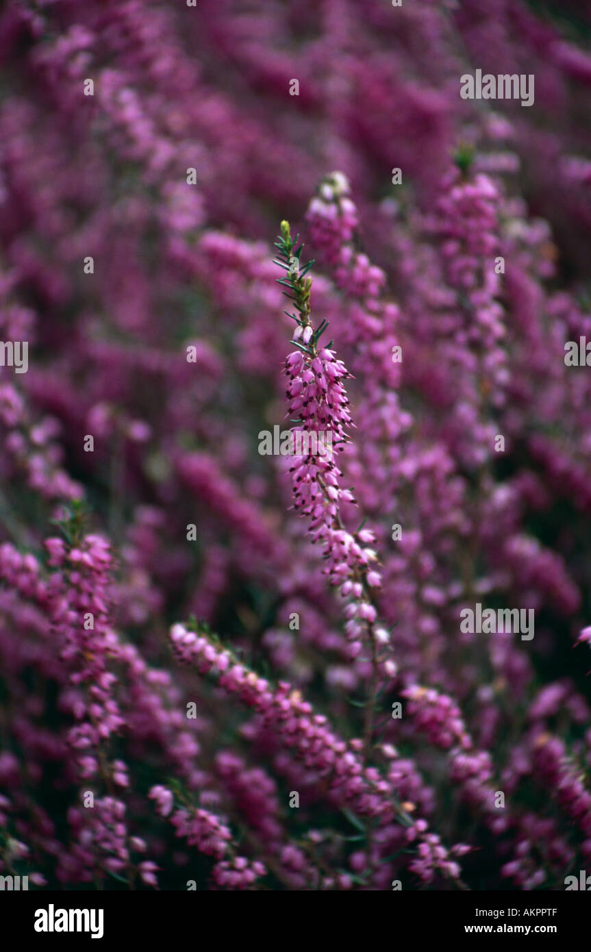 Heather (nome latino Erica darleyensis "Arthur Johnson") Foto Stock