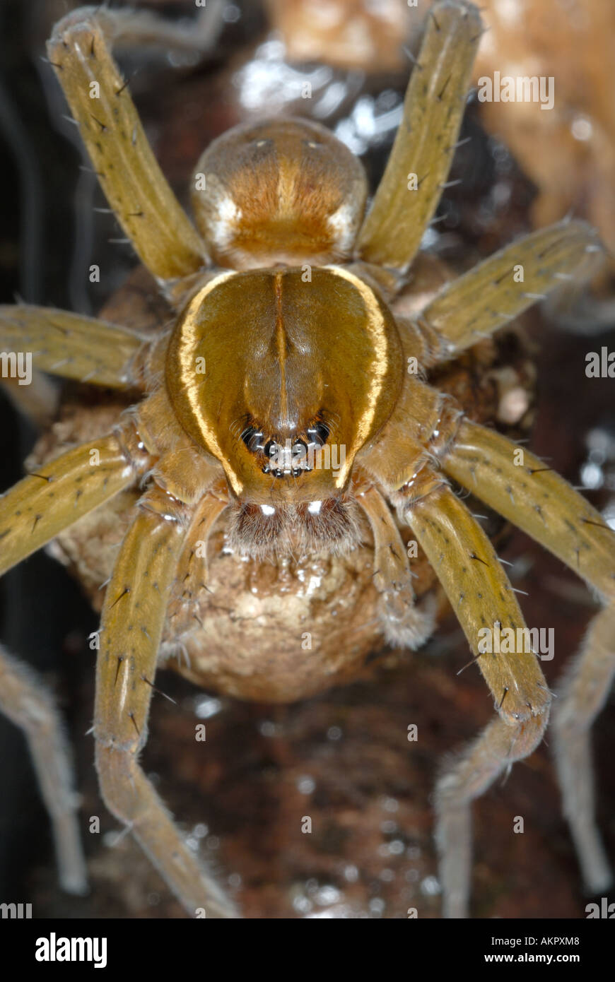 Sei maculato Crociera pesca Dolomedes triton custodendo uovo sac Foto Stock