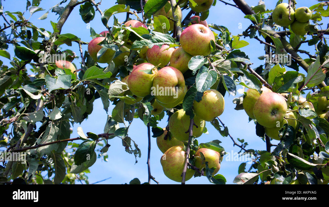 Albero di mele con mele mature, riserva naturale di Hohe Mark, la zona della Ruhr, Renania settentrionale-Vestfalia Foto Stock