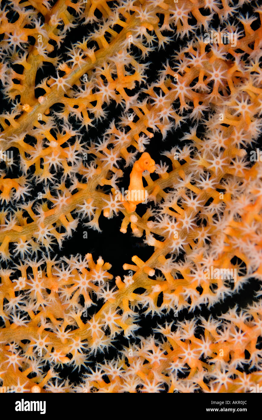 Hippocampus denise cavalluccio marino pigmeo a stretto di Lembeh Indonesia Foto Stock