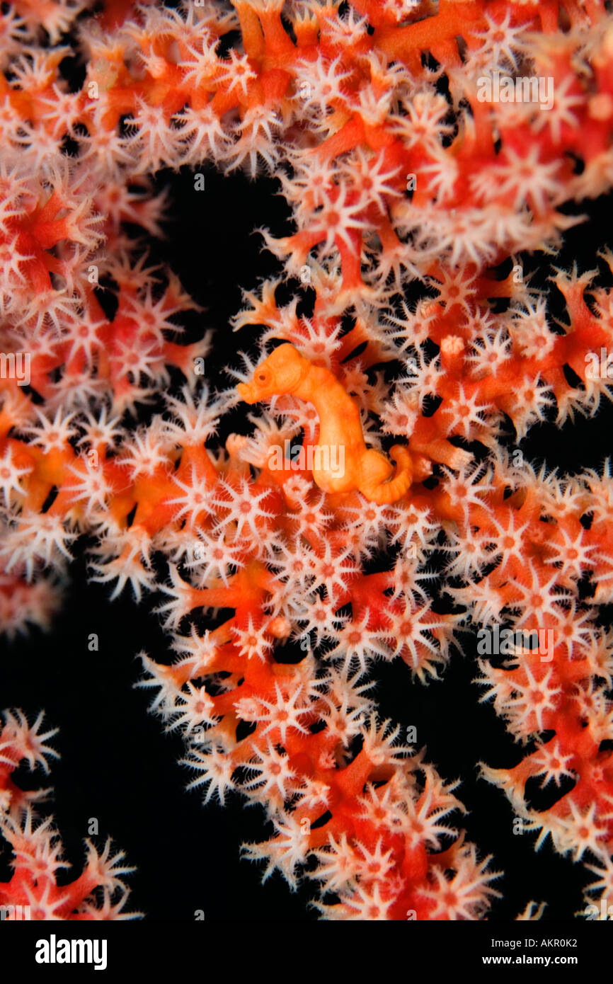 Hippocampus denise cavalluccio marino pigmeo a stretto di Lembeh Indonesia Foto Stock