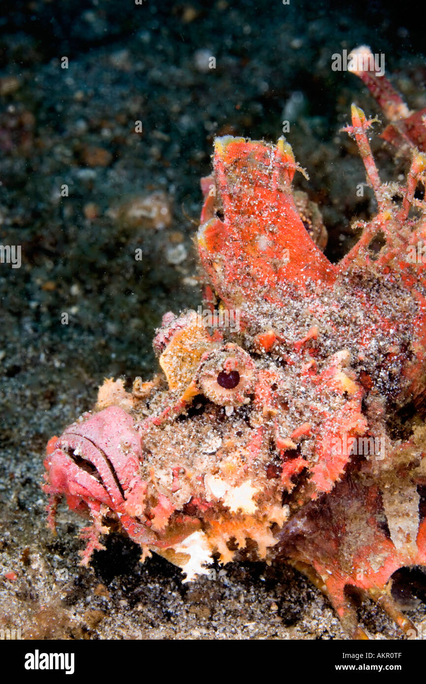 Diavolo Scorfani Inimicus didactylus a stretto di Lembeh Indonesia Foto Stock