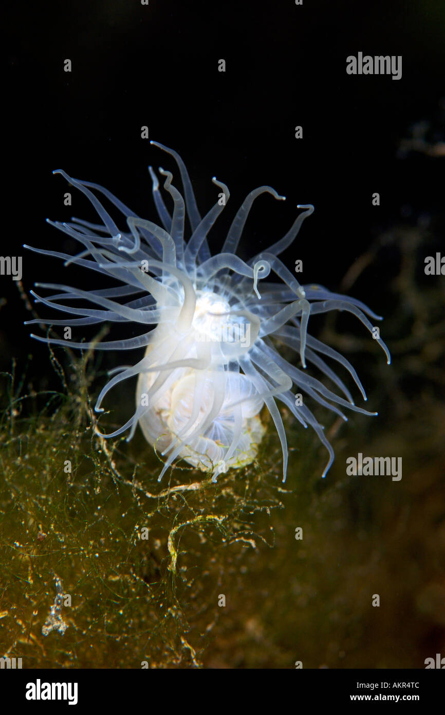 Acqua salmastra anemone al Lago di Kakaban nell isola del Borneo Foto Stock