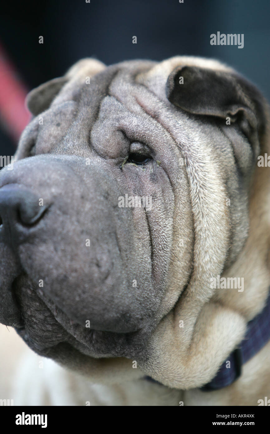 Close-up di un cinese cane da combattimento Foto Stock