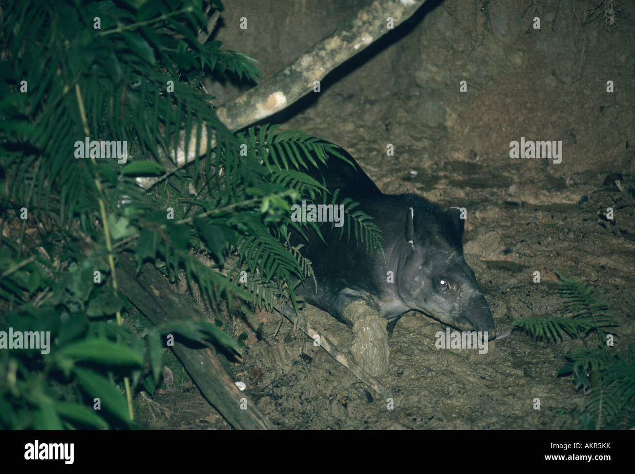 Brasiliano o pianura il tapiro (Tapirus terrestris) al Salt Lick, la notte, il Parco Nazionale del Manu , Perù amazon Foto Stock