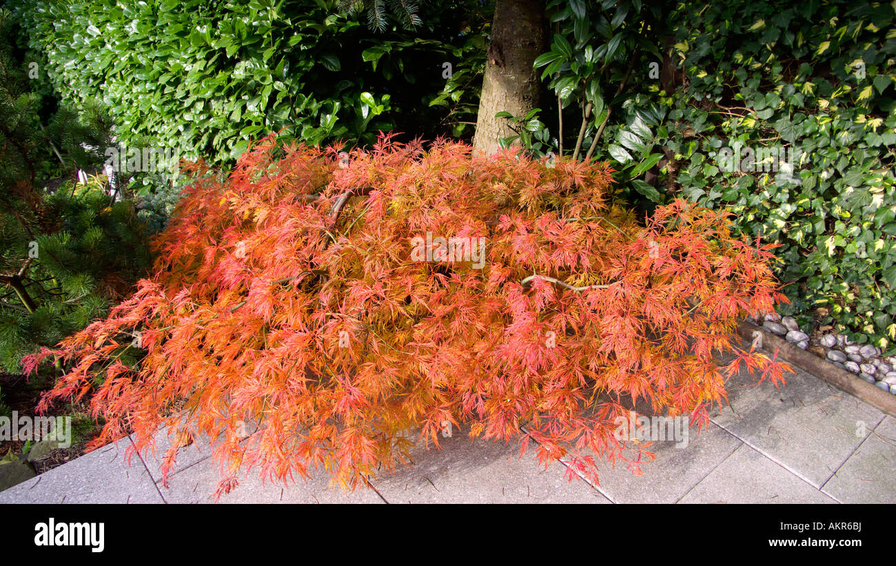 Ahorngewaechse, Faecherahorn, herbstliche Faerbung, Acer palmatum, colori autunnali Foto Stock