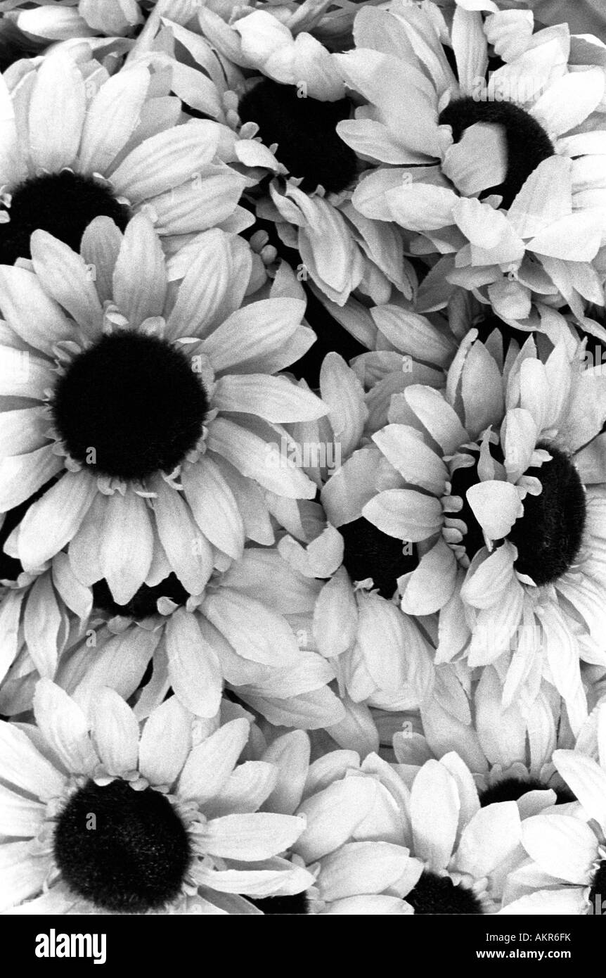 Una immagine in bianco e nero di una massa di girasoli. Foto Stock